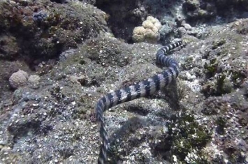 台湾研究海蛇的先驱杜铭章在兰屿与海蛇共舞