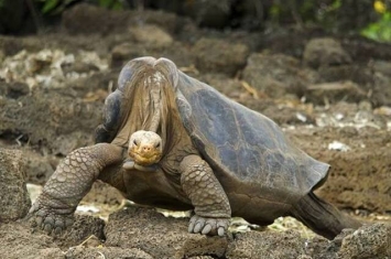 厄瓜多尔加拉伯戈斯群岛发现30只象龟 其中一只有“孤独乔治”品种之基因