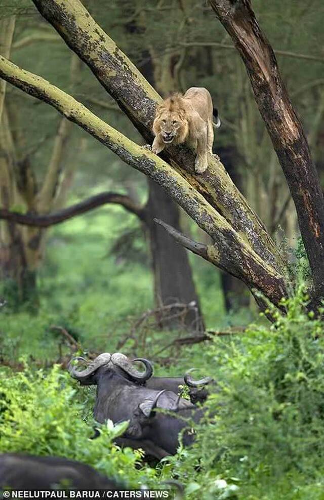 肯亚纳库鲁湖国家公园狮子惹怒一群水牛被追到相思树上