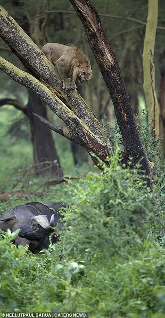 肯亚纳库鲁湖国家公园狮子惹怒一群水牛被追到相思树上