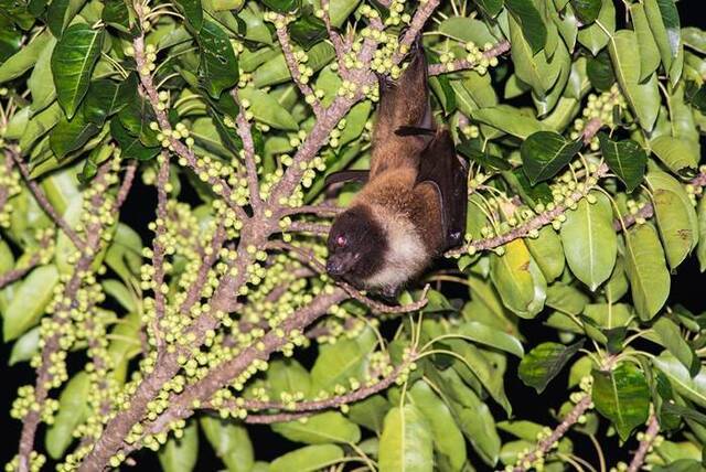 台湾狐蝠曾以为绝迹本岛 研究团队在花莲纪录到稳定族群