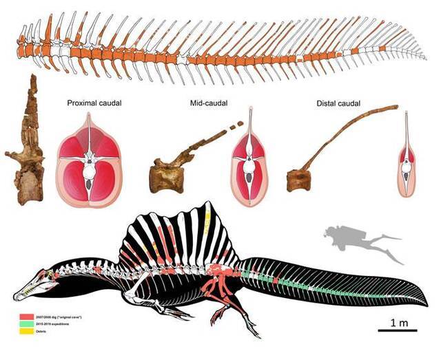摩洛哥发现的埃及棘龙尾部化石表明：棘龙非常适合在水中生活