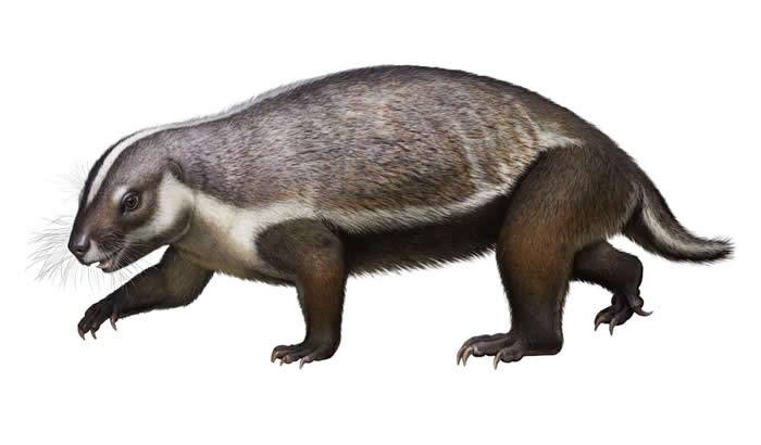 马达加斯加发现中生代哺乳动物新物种——“疯狂野兽”Adalatherium hui