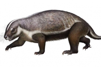 马达加斯加发现中生代哺乳动物新物种——“疯狂野兽”Adalatherium hui
