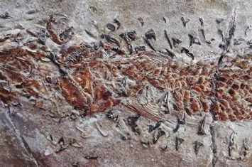 化石“讲述”两亿年前“乌贼”猛烈攻击“鲱鱼”的故事
