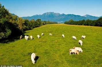 瑞士瓦莱州农场13只牛突破栅栏跳下50公尺深悬崖
