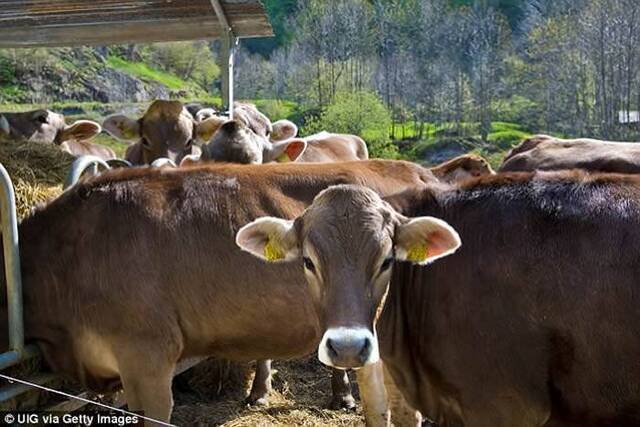 瑞士瓦莱州农场13只牛突破栅栏跳下50公尺深悬崖