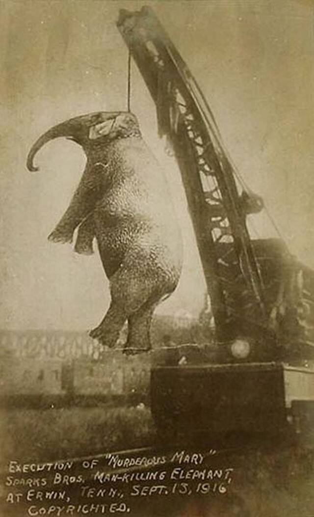 “凶手玛莉”绞刑：1916年美国马戏团大象因长期受虐失控踩死训兽师被吊死
