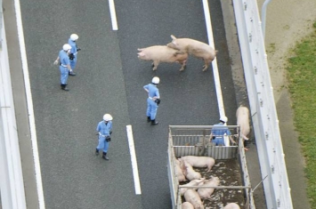 日本阪神高速公路上19只猪脱逃 有2头在交通警察面前当场交配