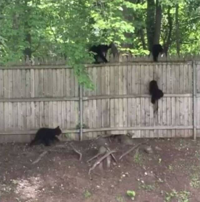 美国康乃狄克州熊妈妈带着4只小熊闯入民居后院 离开时小熊爬不上围篱