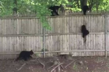 美国康乃狄克州熊妈妈带着4只小熊闯入民居后院 离开时小熊爬不上围篱