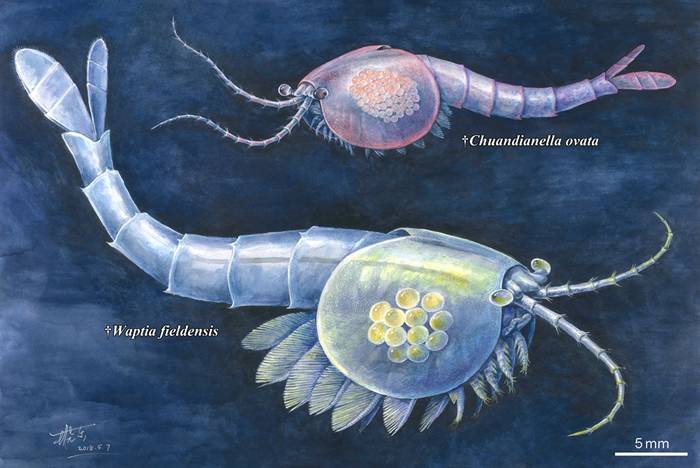 寒武纪节肢动物繁殖的演化权衡 基于瓦普塔虾类化石标本的研究