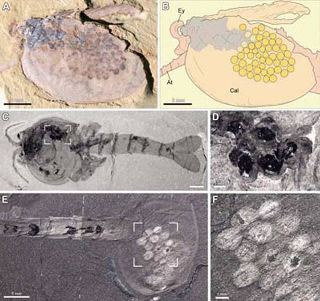 寒武纪节肢动物繁殖的演化权衡 基于瓦普塔虾类化石标本的研究