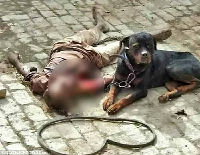 印度哈里亚纳邦洛威拿犬突然发狂咬死看守员