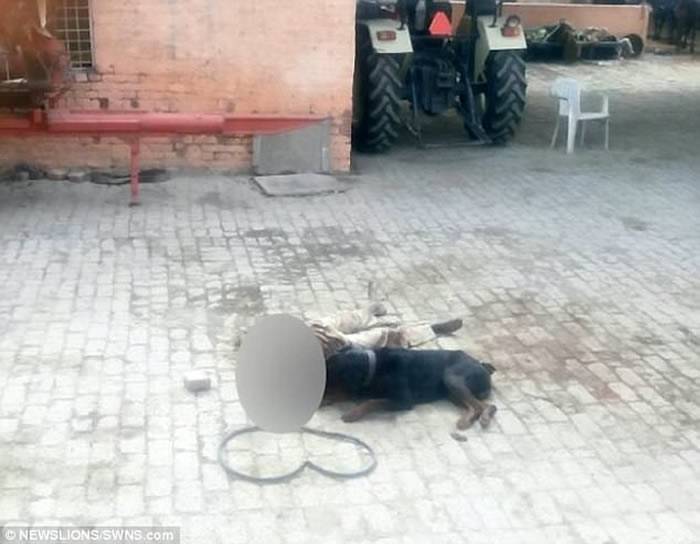 印度哈里亚纳邦洛威拿犬突然发狂咬死看守员