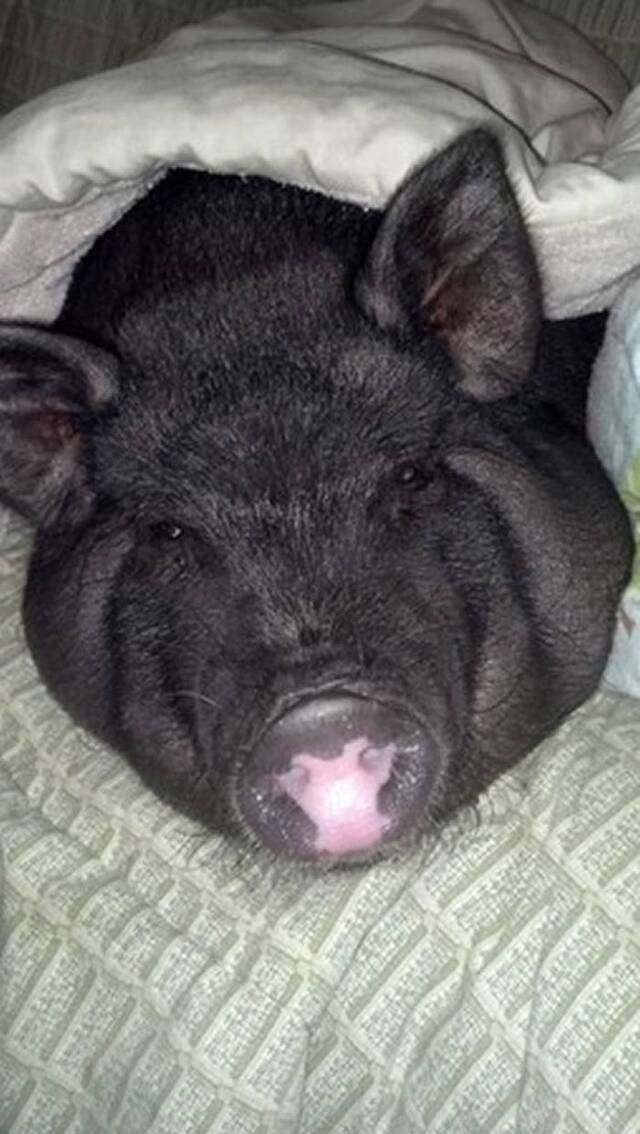 美国女子把猪养得太肥面临虐待动物指控