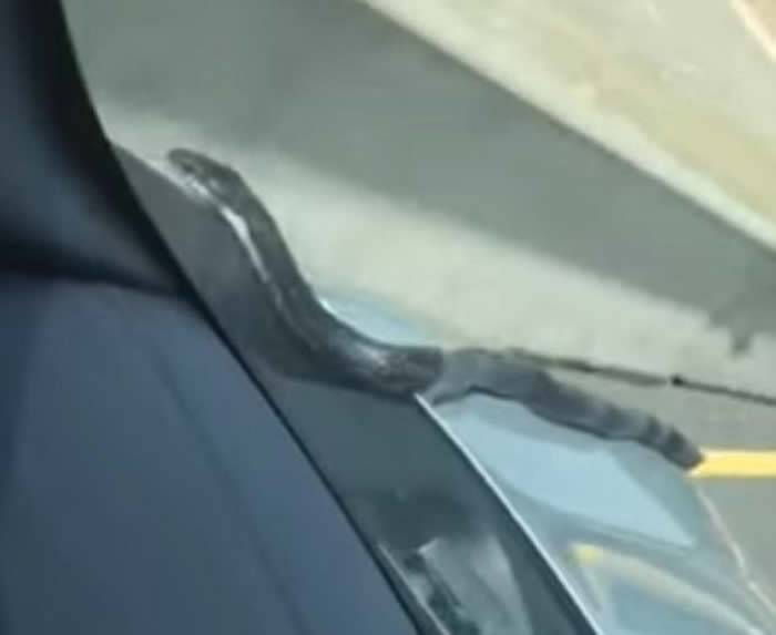 美国男子开车途中居然发现一条蛇从汽车引擎盖爬上来