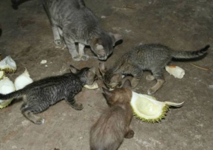 泰国7只小猫每次主人打开榴梿 它们便会围着“抢食”