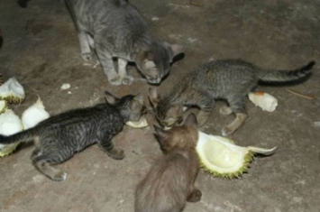 泰国7只小猫每次主人打开榴梿 它们便会围着“抢食”