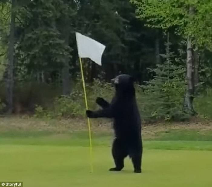 美国阿拉斯加安克雷奇的高尔夫球场黑熊宝宝叼走包包默默走回树林