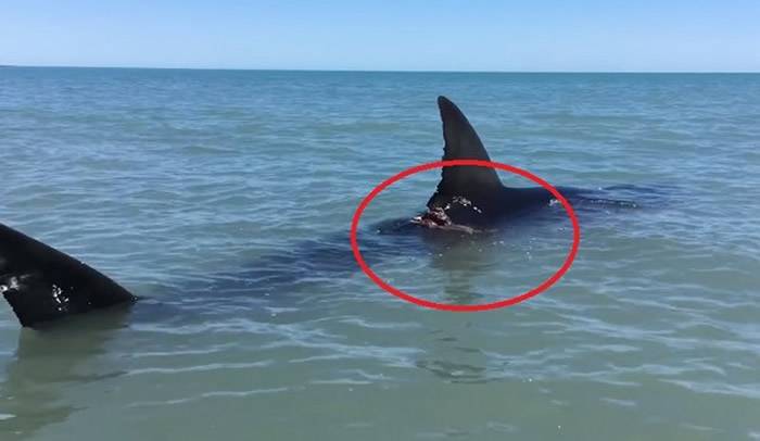 墨西哥大白鲨追杀刺鳐沙滩搁浅 两兄弟上前查看却被巨大刺鳐扎伤