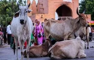 世界上牛最多的国家印度，占全球总数的1/4（视牛为神物严禁杀牛）