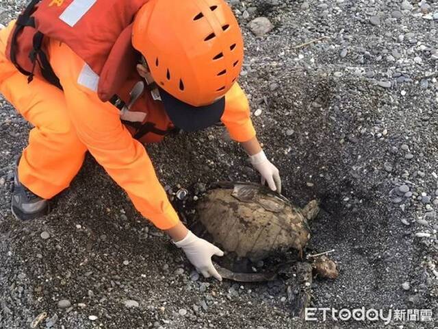 两只保育类绿蠵龟命丧台湾屏东县牡丹湾岸际 死因不明就地掩埋