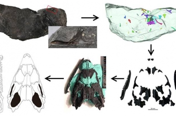 辽宁黑山县下白垩统沙海组煤层发现离龙类新属种——侏儒黑山龙