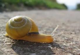 世界上最小的蜗牛，微型蜗牛体长仅0.86毫米（肉眼难见）
