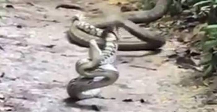 新加坡网民冒死偷拍大蟒蛇恶斗眼镜蛇