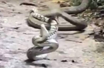新加坡网民冒死偷拍大蟒蛇恶斗眼镜蛇