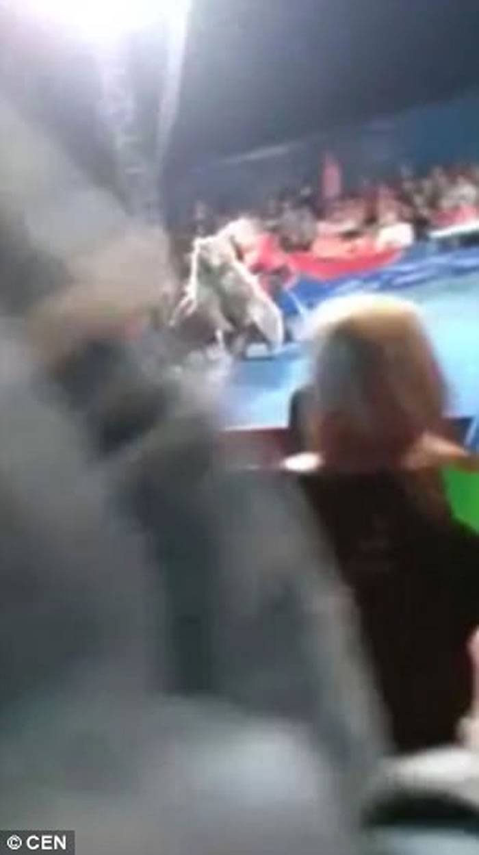 乌克兰首都基辅马戏团表演途中 熊突然发难扑观众