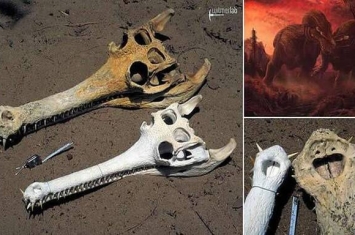最新研究表明雄性和雌性恐龙之间的差异很小 很难从骨骼化石分辨恐龙性别