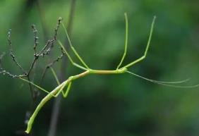 世界上最长的昆虫是什么，竹节虫体长6~24米最长62.4米