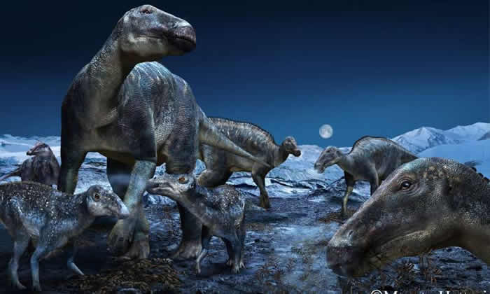 美国阿拉斯加发现的新恐龙其实是幼年的埃德蒙顿龙