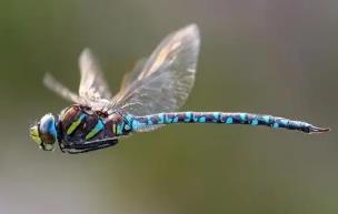 世界上速度最快的昆虫，最高时速58公里（澳大利亚蜻蜓）