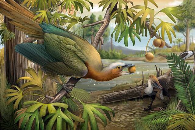 从“牙尖嘴利”到“无齿之徒”：中国科学家探究古鸟类躲过6500万年前“大灭绝”的秘密
