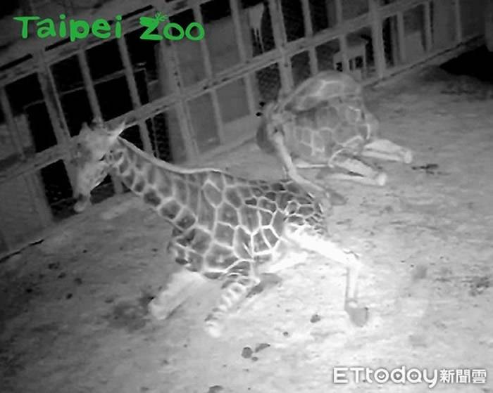 台北市立动物园今介绍长颈鹿、非洲象和河马是怎么睡觉的