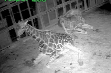 台北市立动物园今介绍长颈鹿、非洲象和河马是怎么睡觉的