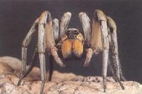 世界上最大的毒蜘蛛，蜢蜘直径25厘米/重230克（毒牙长3.8厘米