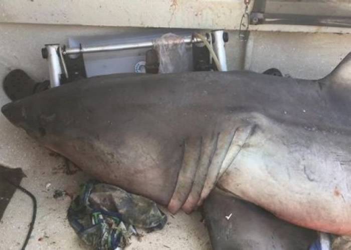 澳洲新南威尔士省拆除防鲨网 被批漠视泳客安全