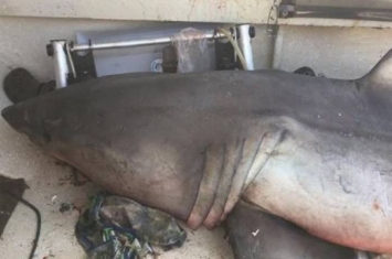 澳洲新南威尔士省拆除防鲨网 被批漠视泳客安全