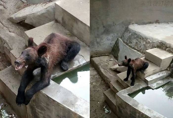 河南省新乡市人民公园动物园竟然有只棕熊瘦成狗？