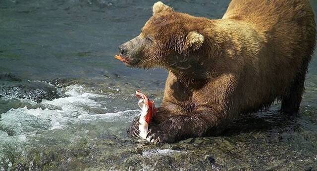 俄罗斯萨哈林动物园的棕熊今年提早从冬眠中苏醒