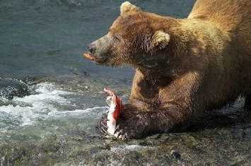 俄罗斯萨哈林动物园的棕熊今年提早从冬眠中苏醒