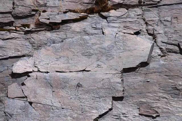 青海省玉树州曲麻莱县巴干乡巴达村通天河岸发现岩画？专家称或是侏罗纪时期虫迹化石