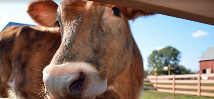 7%美国民众认为棕色乳牛挤下的就是巧克力牛奶