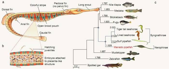 《国家科学评论》：新研究揭示海龙科鱼类复杂性状的适应进化机制
