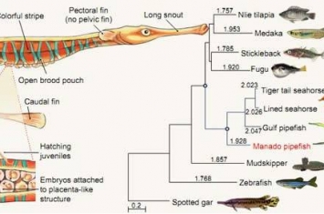 《国家科学评论》：新研究揭示海龙科鱼类复杂性状的适应进化机制