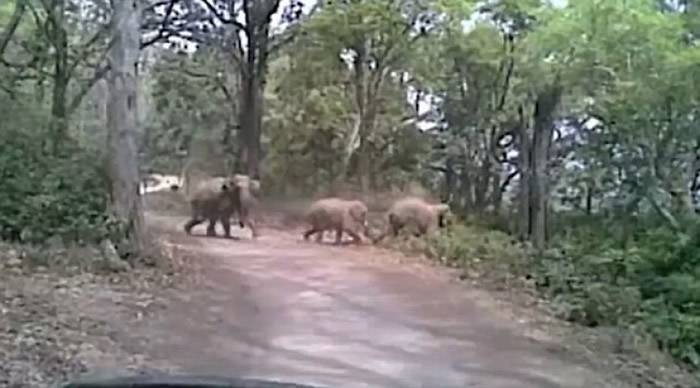 印度北阿坎德邦国家公园野生大象不甘受扰 发怒冲向旅客车辆